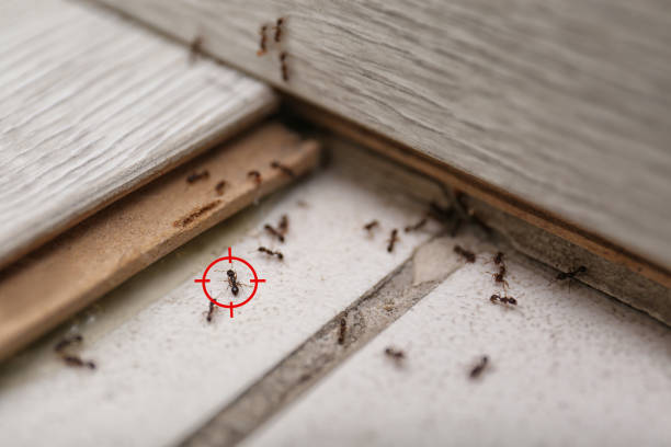 Flea Control Services in Norlina, NC